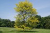 Sunburst thornless Honey Locust