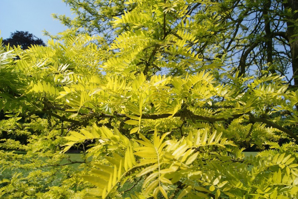 Sunburst thornless Honey Locust