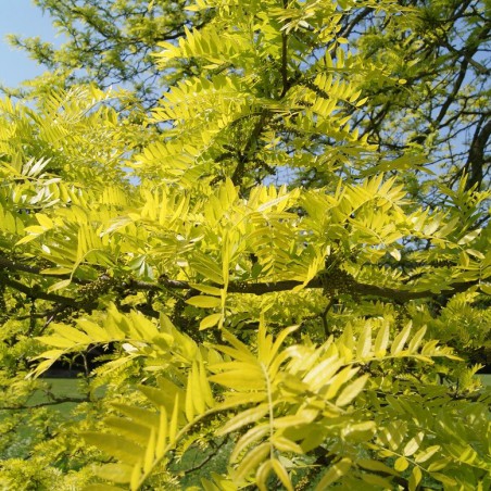 Sunburst thornless Honey Locust