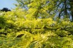 Sunburst thornless Honey Locust