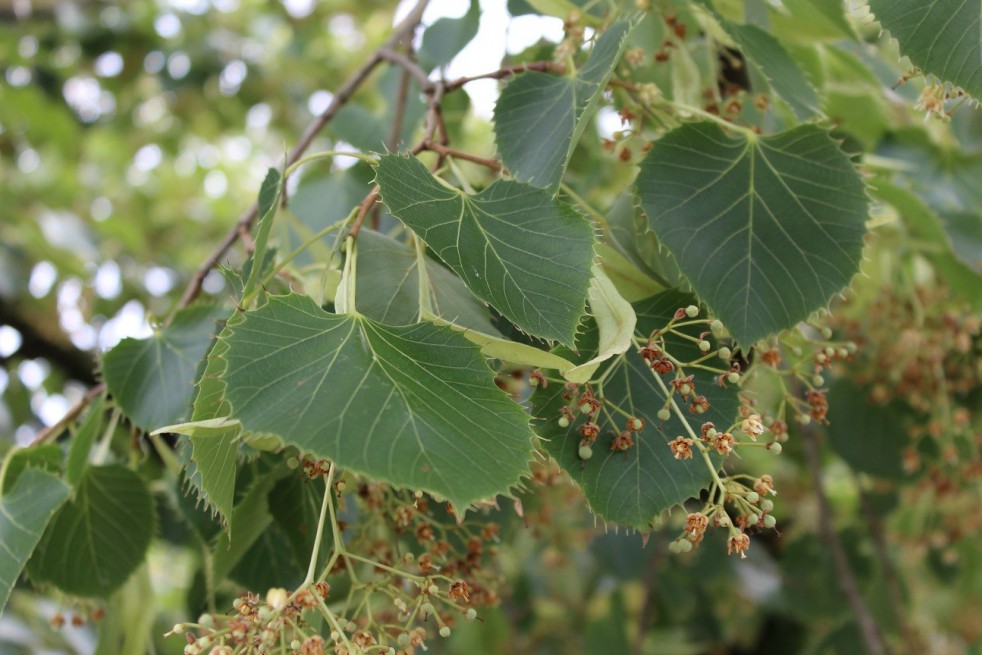 Henry's linden