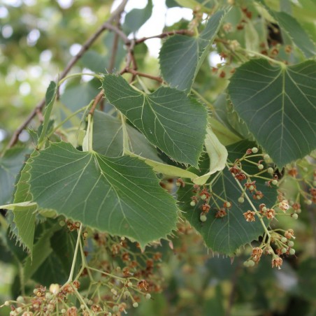 Henry's linden