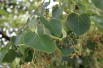 Henry's linden