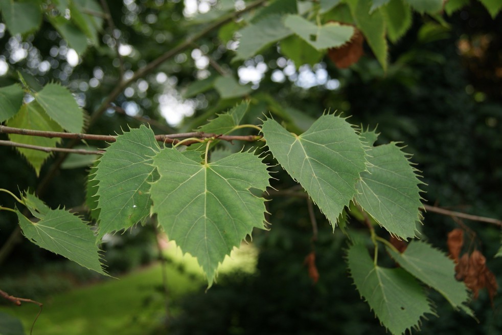 Henry's linden