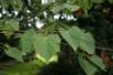 Henry's linden
