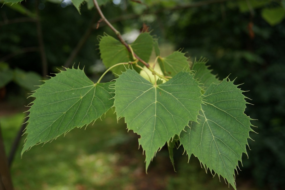Henry's linden