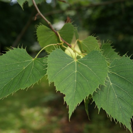 Henry's linden