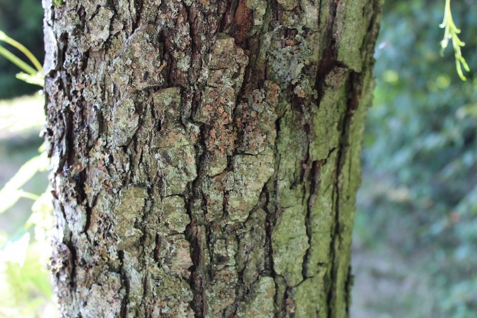 Cut Leaved Alder