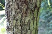 Cut Leaved Alder