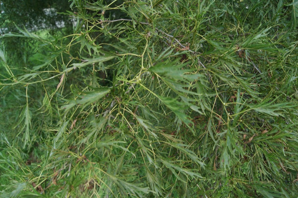 Cut Leaved Alder