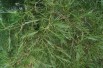 Cut Leaved Alder