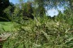 Cut Leaved Alder