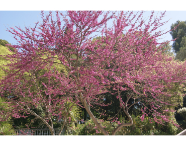 Judas tree - Cercis Siliquastrum