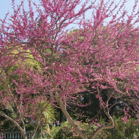 Judas tree - Cercis Siliquastrum