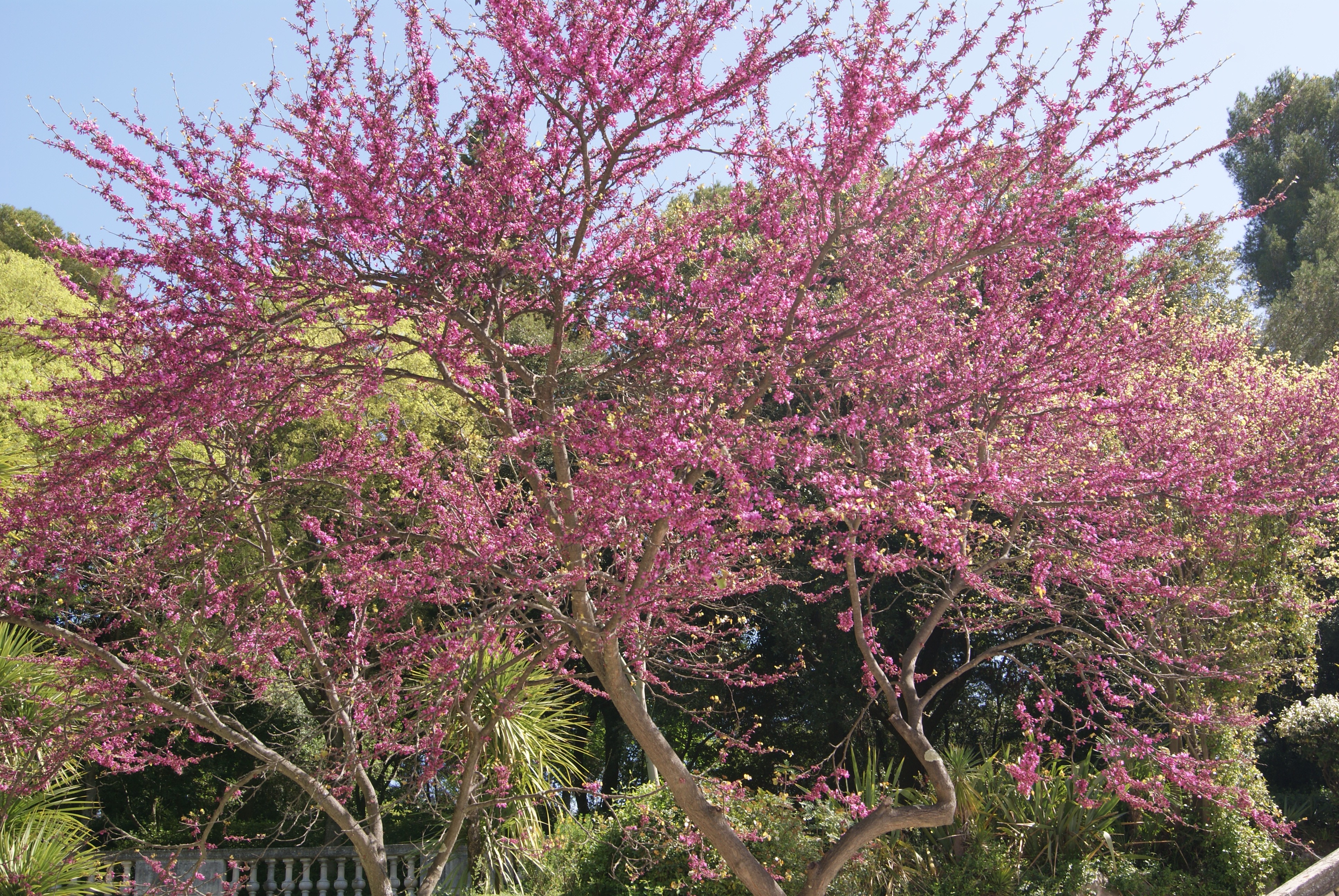 Judas Tree Cercis Siliquastrum