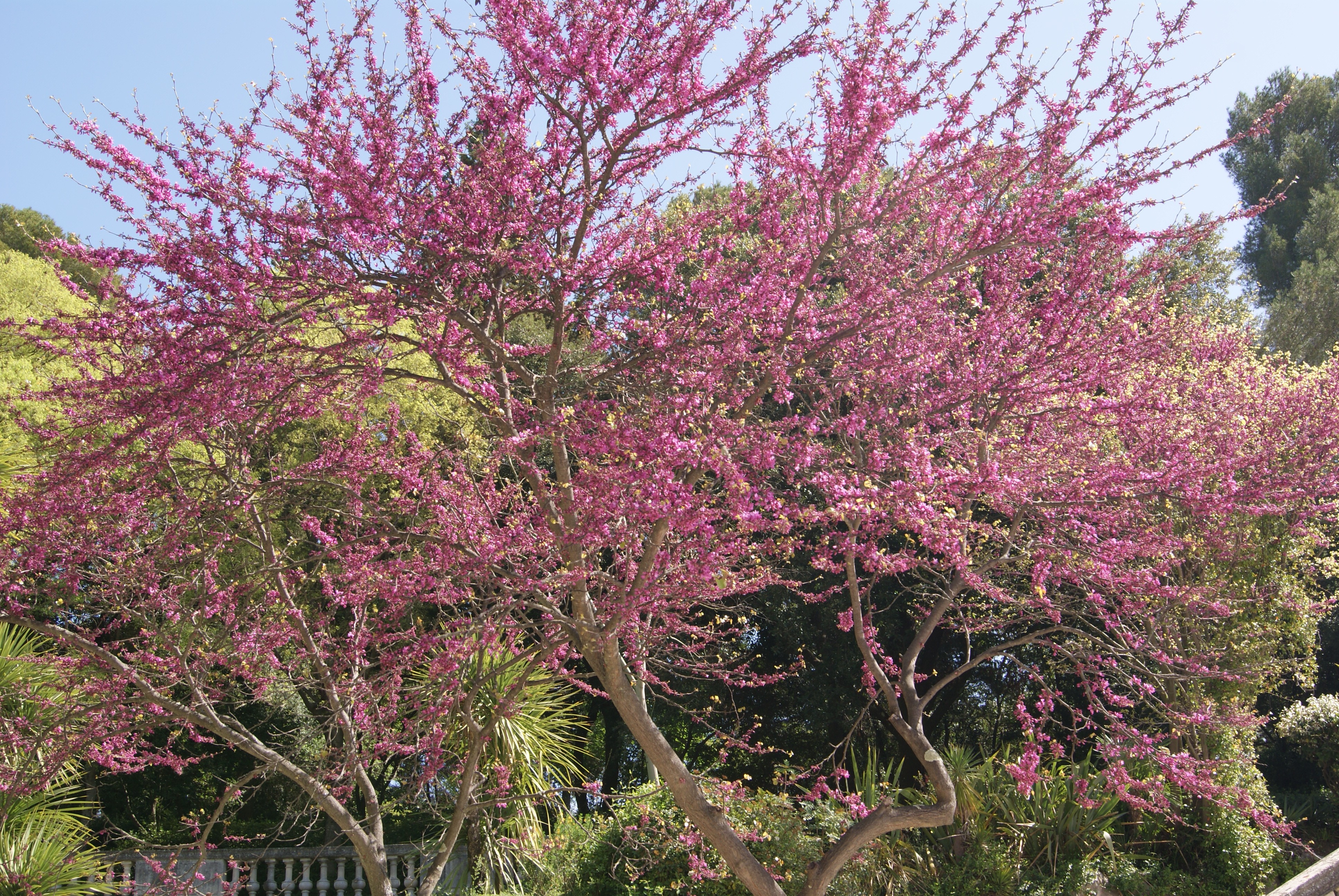 Judas tree