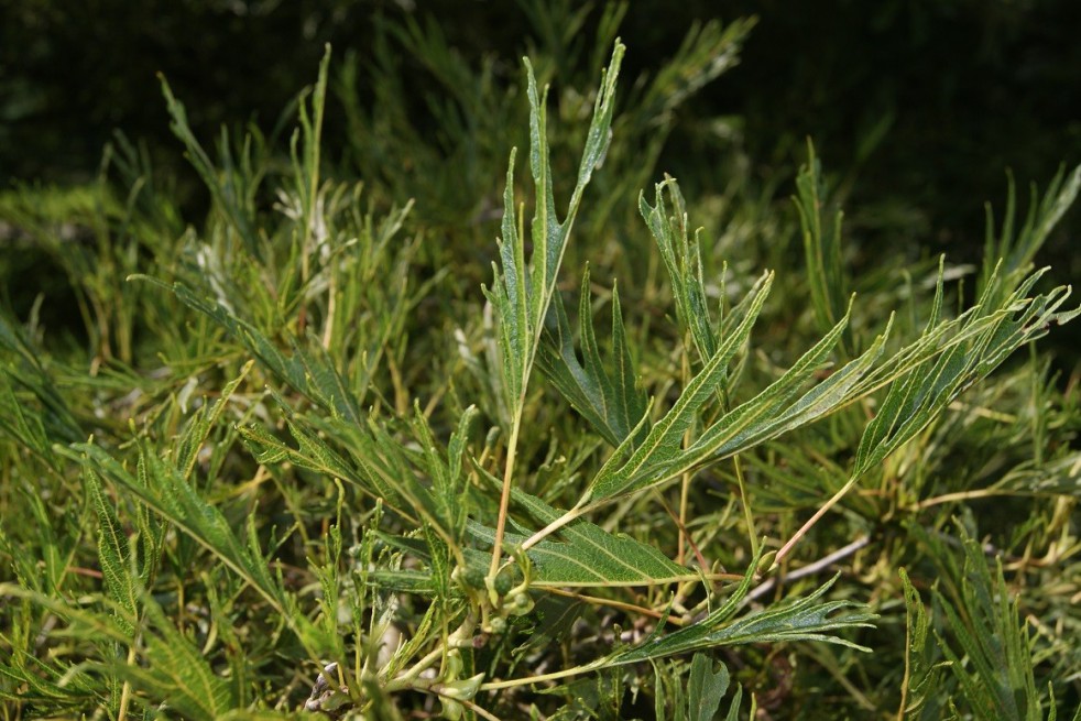 Cut Leaved Alder