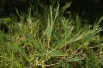 Cut Leaved Alder