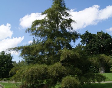 Cut Leaved Alder