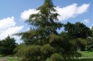 Cut Leaved Alder