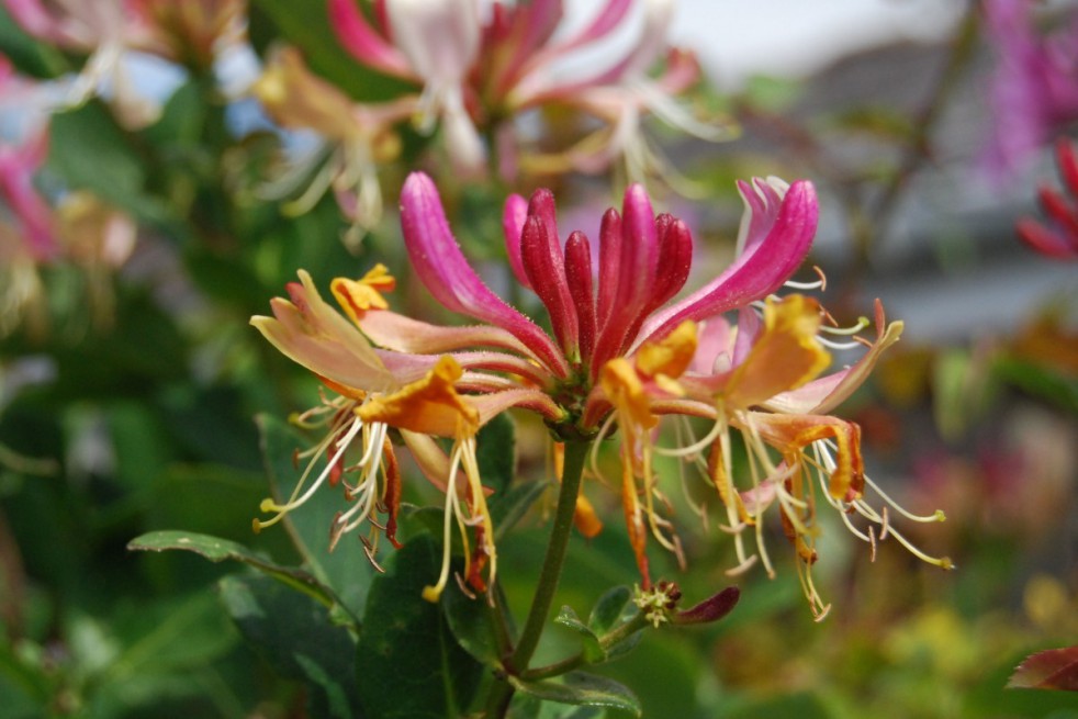 Honeysuckle American Beauty(https://creativecommons.org/licenses/by/2.0/legalcode)