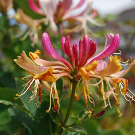 Honeysuckle American Beauty(https://creativecommons.org/licenses/by/2.0/legalcode)
