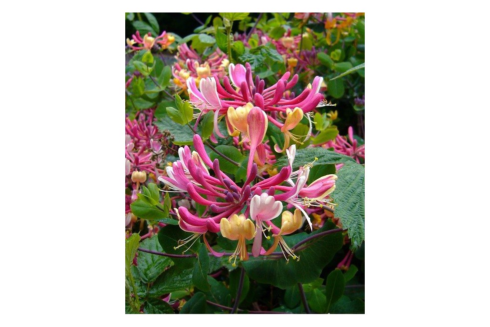 Honeysuckle American Beauty