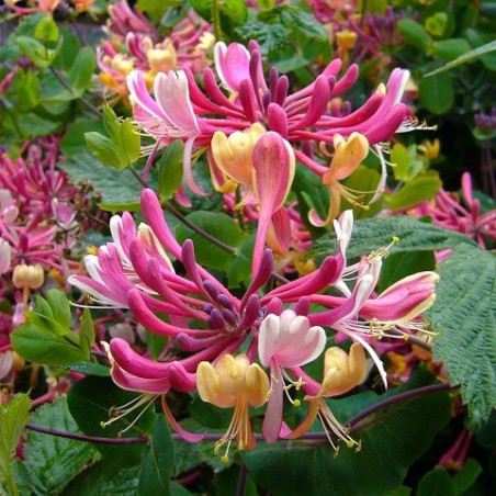 Honeysuckle American Beauty