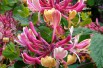 Honeysuckle American Beauty