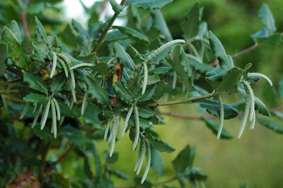 Coast silk-tassel  Auteur photo : Salix, license : https://creativecommons.org/licenses/by-sa/4.0/legalcode.fr