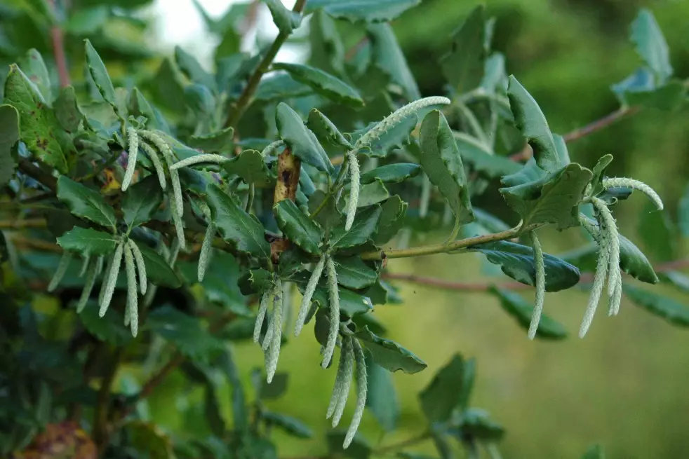 Garrya  Auteur photo : Salix, license : https://creativecommons.org/licenses/by-sa/4.0/legalcode.fr