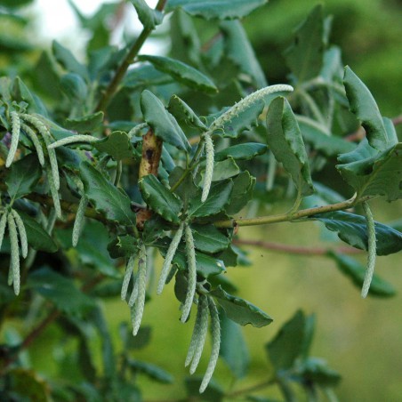 Garrya  Auteur photo : Salix, license : https://creativecommons.org/licenses/by-sa/4.0/legalcode.fr