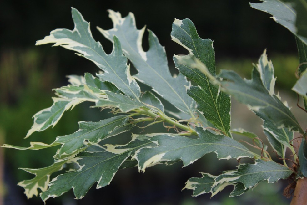 Variegated Turkey Oak - Quercus cerris Argenteovariegata