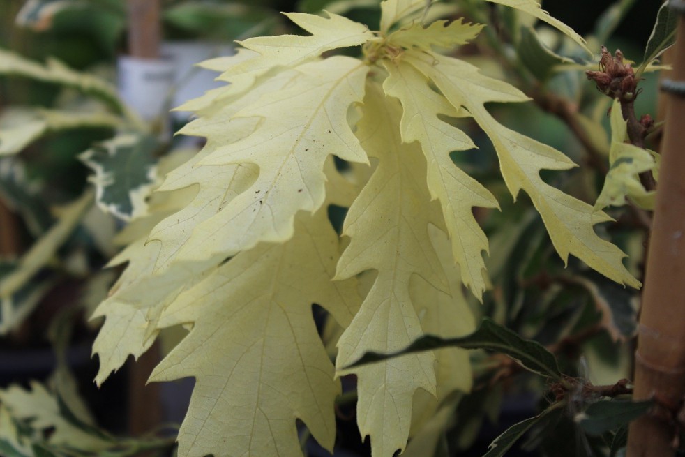 Variegated Turkey Oak