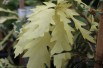 Variegated Turkey Oak