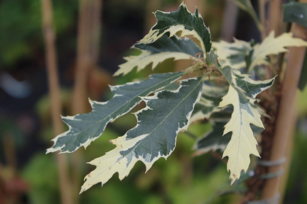 Variegated Turkey Oak - Quercus cerris Argenteovariegata