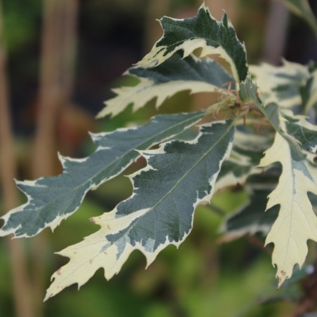 Variegated Turkey Oak - Quercus cerris Argenteovariegata