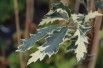 Variegated Turkey Oak