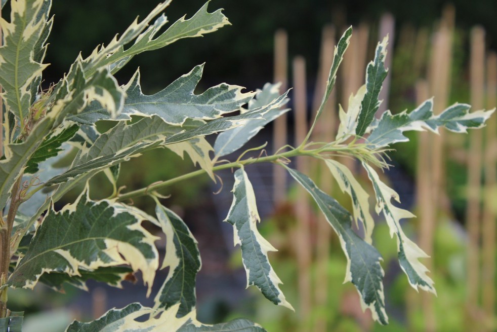 Variegated Turkey Oak - Quercus cerris Argenteovariegata