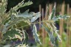 Variegated Turkey Oak