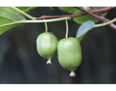 Kiwi de Sibérie 