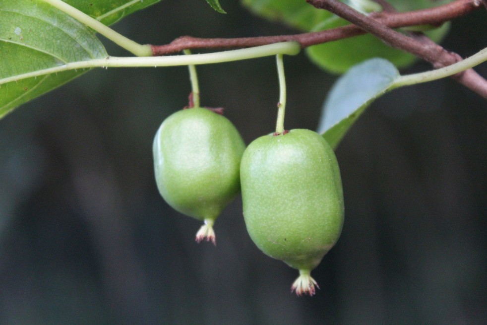 Hardy kiwi vine