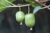 Hardy kiwi vine