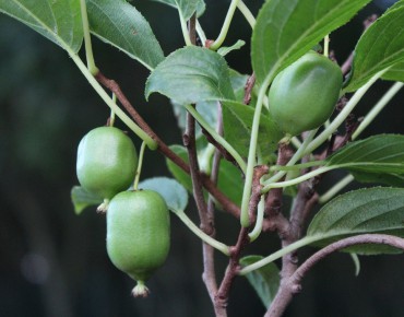 Hardy kiwi vine