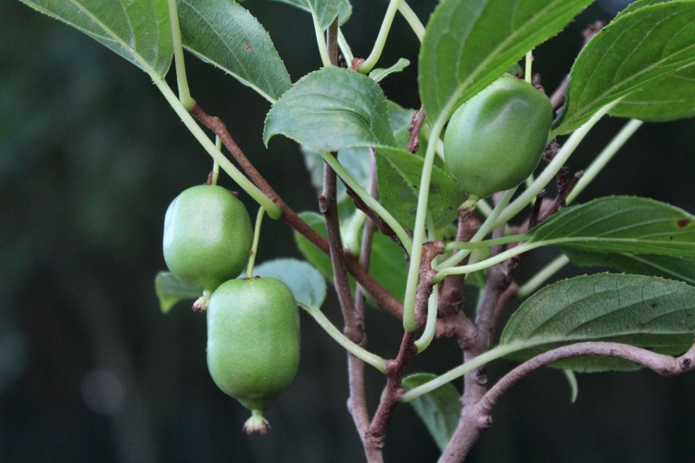 Sibérie Kiwi Issai - Actinidia de Arguta