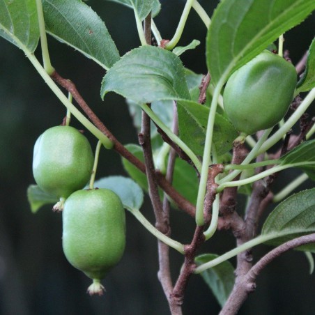 Kiwi de Sibérie 