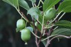 Hardy kiwi vine