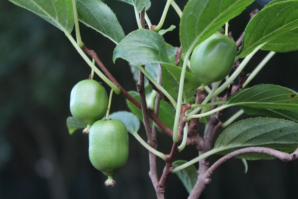 Hardy kiwi vine Issai self-fertile