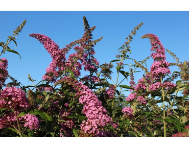 Butterfly-bush, pink