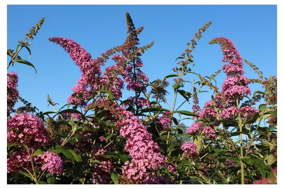 Arbre aux papillons, rose